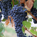 Photo: Grape Extract Kills Cancer Cells