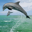 Dolphins