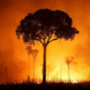 Wildfires in the Amazon Rainforest