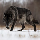 Black Wolf