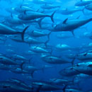 Bluefin Tuna