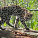 Leopardus tilcayo