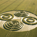 Savernake Forest Crop Circle 2006