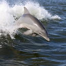 Photo: Dolphins Brought Body Of Grand Isle Drowning Victim To Shore