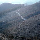 Thousands of Trees Blown Down