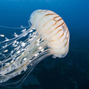 Northern sea nettle