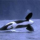 Orca