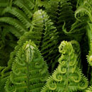 Photo: Study: Plants Behave Like Humans