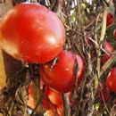 Photo: Farmers complain about rotting crops but Sen. Scott Beason says no to immigration law changes