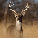 Photo: Dangerous disease killing deer across country moving into southeast