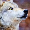 Avatar for Wolf Pup